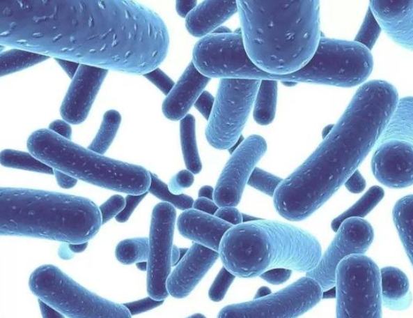 益生菌酵素功效