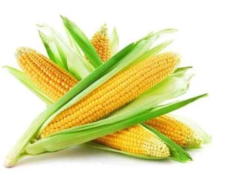 玉米卡路里