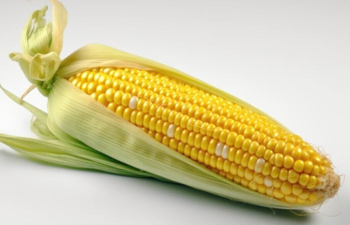 玉米每日食用 玉米每日食用