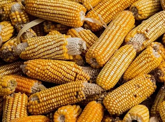玉米血糖影響