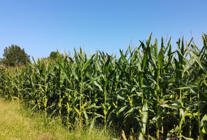 玉米罐頭營養 玉米罐頭營養