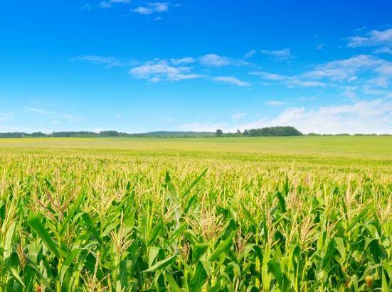 糖尿病罐頭食品選擇 糖尿病罐頭食品選擇