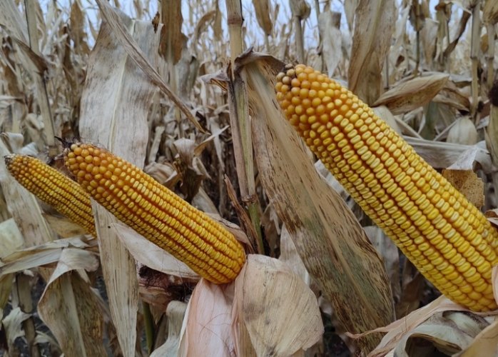 玉米罐頭卡路里 玉米罐頭卡路里