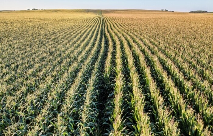 玉米罐頭血糖影響 玉米罐頭血糖影響