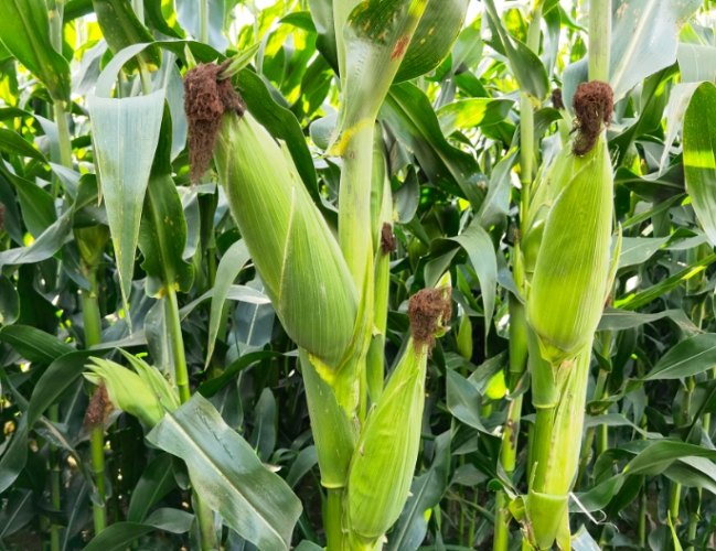 玉米罐頭營養 玉米罐頭營養