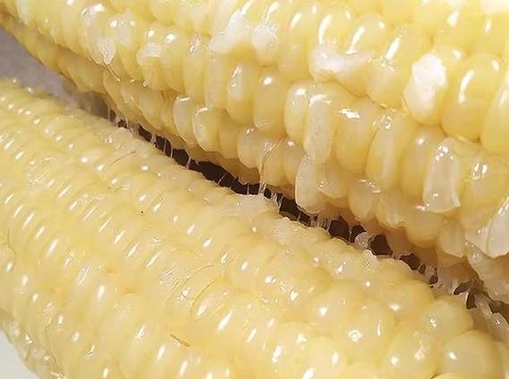 玉米營養價值