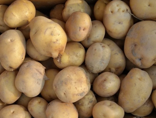 马铃薯碳水化合物