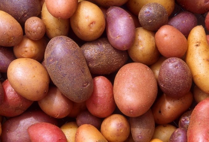 馬鈴薯升糖指數 馬鈴薯升糖指數