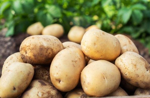 马铃薯糖尿病饮食