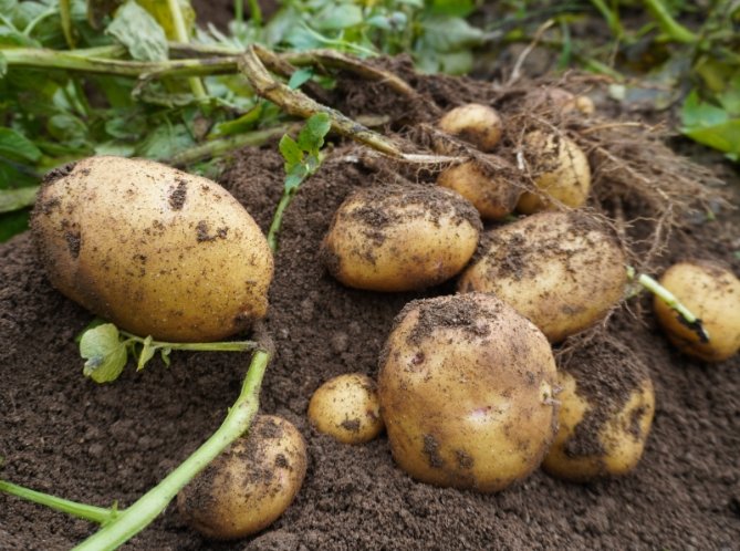 低醣飲食馬鈴薯