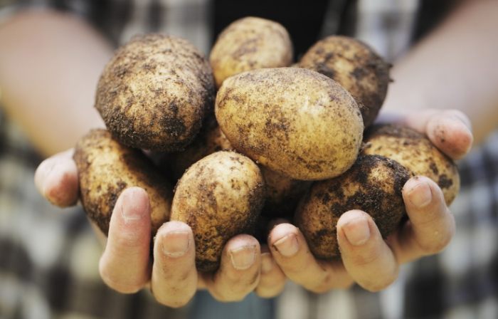 马铃薯糖尿病饮食