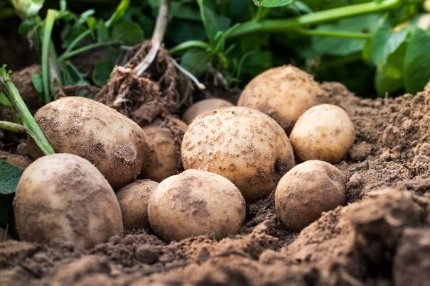 馬鈴薯食物相剋