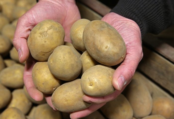 馬鈴薯食物相剋