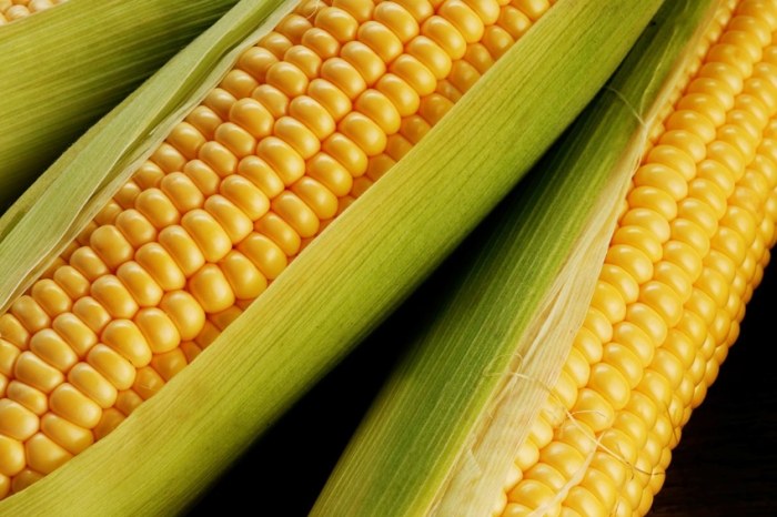 玉米健康影響 玉米健康影響