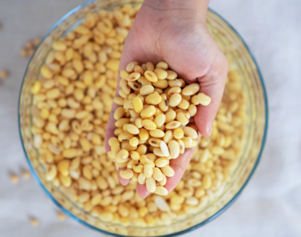 黑豆與黃豆差異 黑豆與黃豆差異