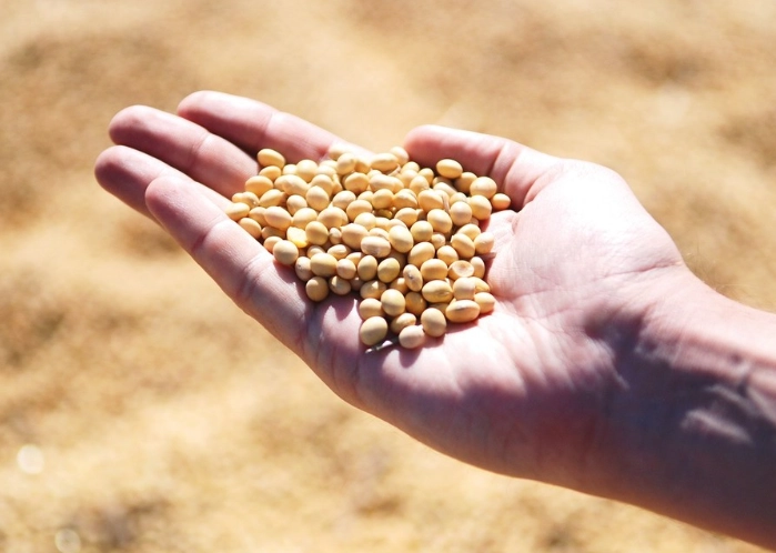 黑豆黃豆哪個好 黑豆黃豆哪個好