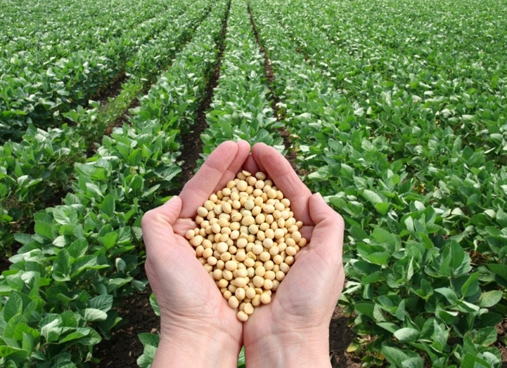 黑豆黃豆哪個好 黑豆黃豆哪個好