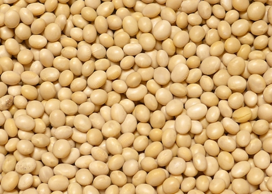 黑豆營養價值 黑豆營養價值