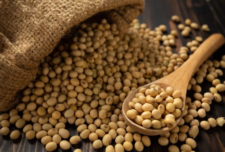 熟黃豆營養 熟黃豆營養