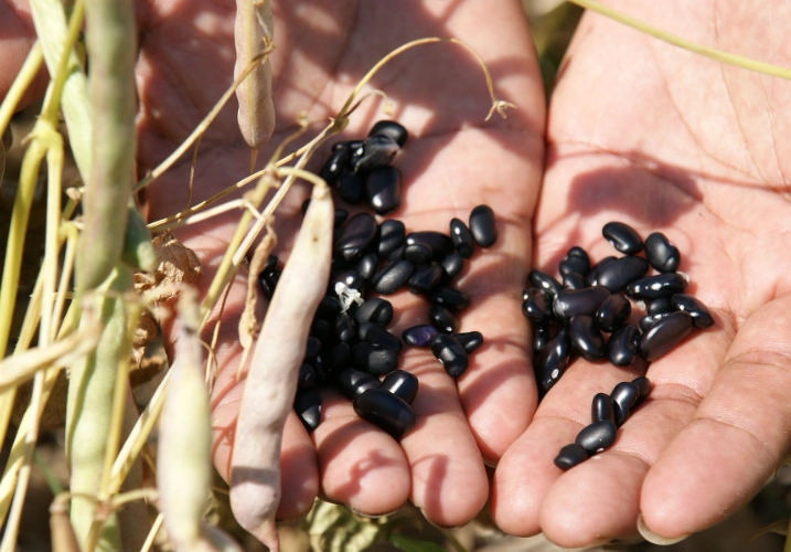 黑豆黃豆哪個好 黑豆黃豆哪個好