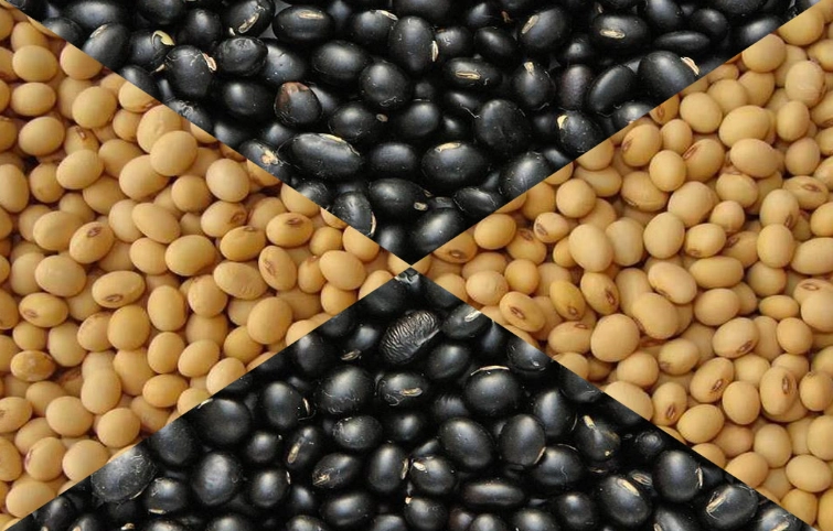 黑豆黃豆哪個好 黑豆黃豆哪個好