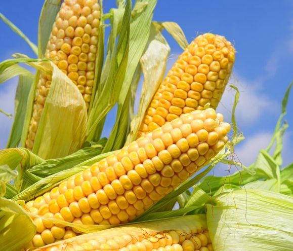 玉米营养男性健康 玉米营养男性健康