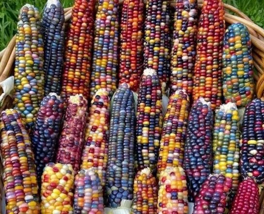 玉米減肥 玉米減肥