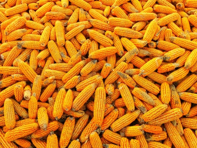 白玉米熱量 白玉米熱量