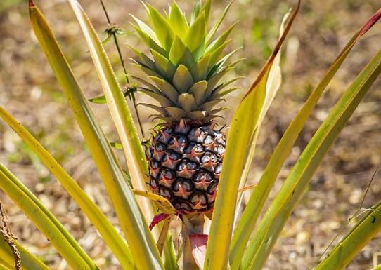 鳳梨酵素最佳食用時機