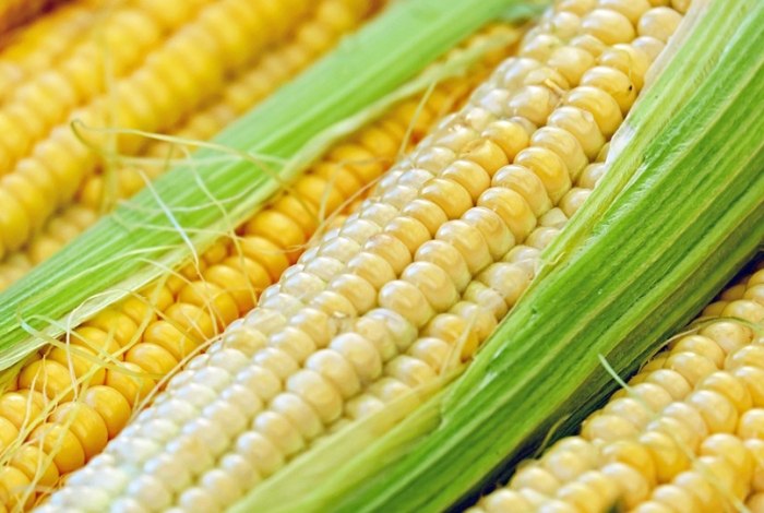 玉米营养男性健康 玉米营养男性健康