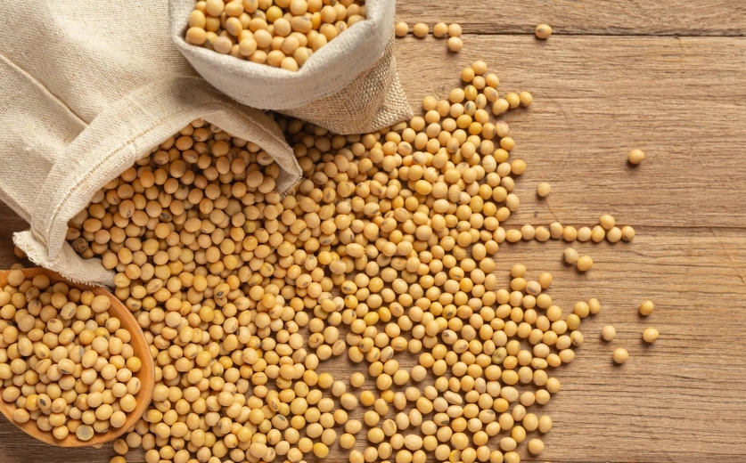 乾黃豆蛋白質好處