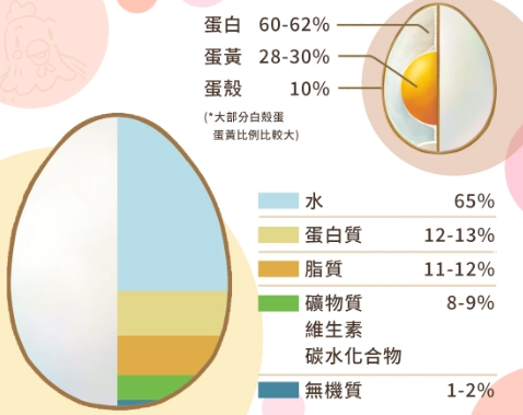 雞蛋蛋白質位置 雞蛋蛋白質位置