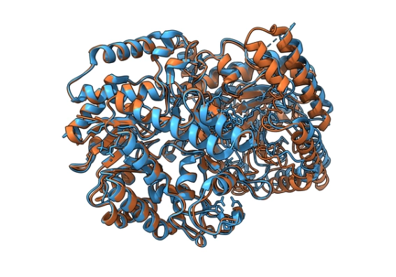 蛋白質營養價值 蛋白質營養價值
