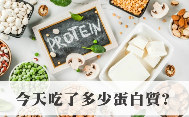 蛋白質攝取量
