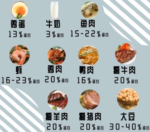 蛋白質攝取指南