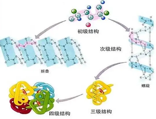 雞蛋蛋白質含量 雞蛋蛋白質含量