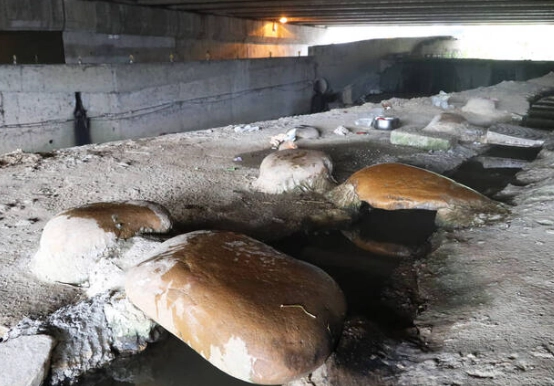 小楊梅溪生態 小楊梅溪生態