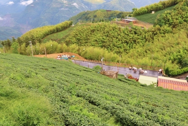 抹茶山高度 抹茶山高度