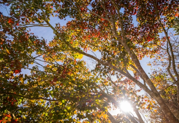 馬拉邦山楓葉季節