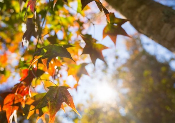 馬拉邦山楓葉景點