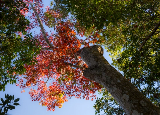 馬拉邦山賞楓路線