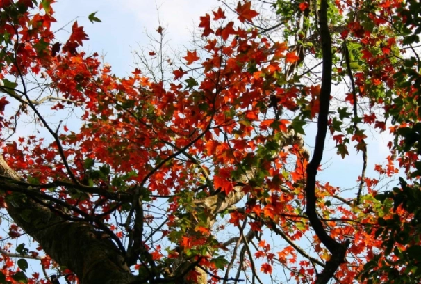 馬拉邦山楓葉季節