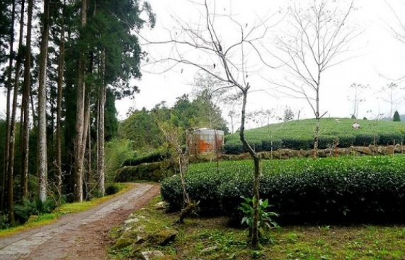 嘉義大棟山登山 嘉義大棟山登山