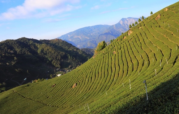 嘉義大棟山步道 嘉義大棟山步道
