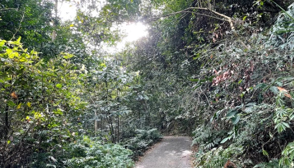 大坑五號步道怎麼去