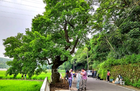 北部賞楓步道 北部賞楓步道