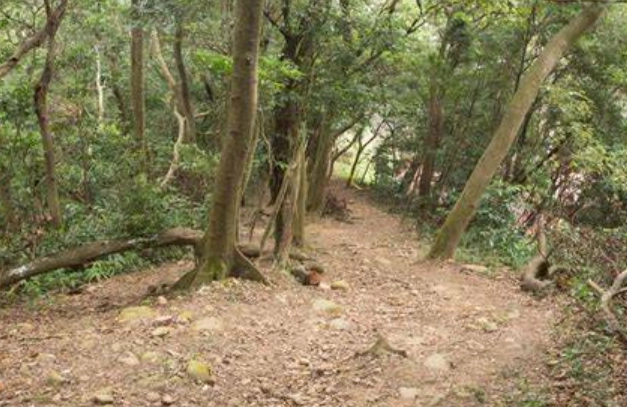 北部賞楓步道 北部賞楓步道