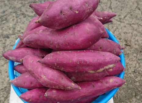 地瓜營養價值 地瓜營養價值