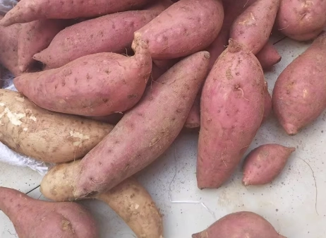 栗子地瓜熱量 栗子地瓜熱量