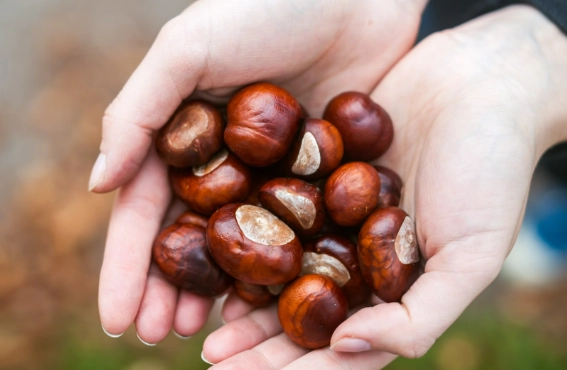 栗子地瓜熱量 栗子地瓜熱量